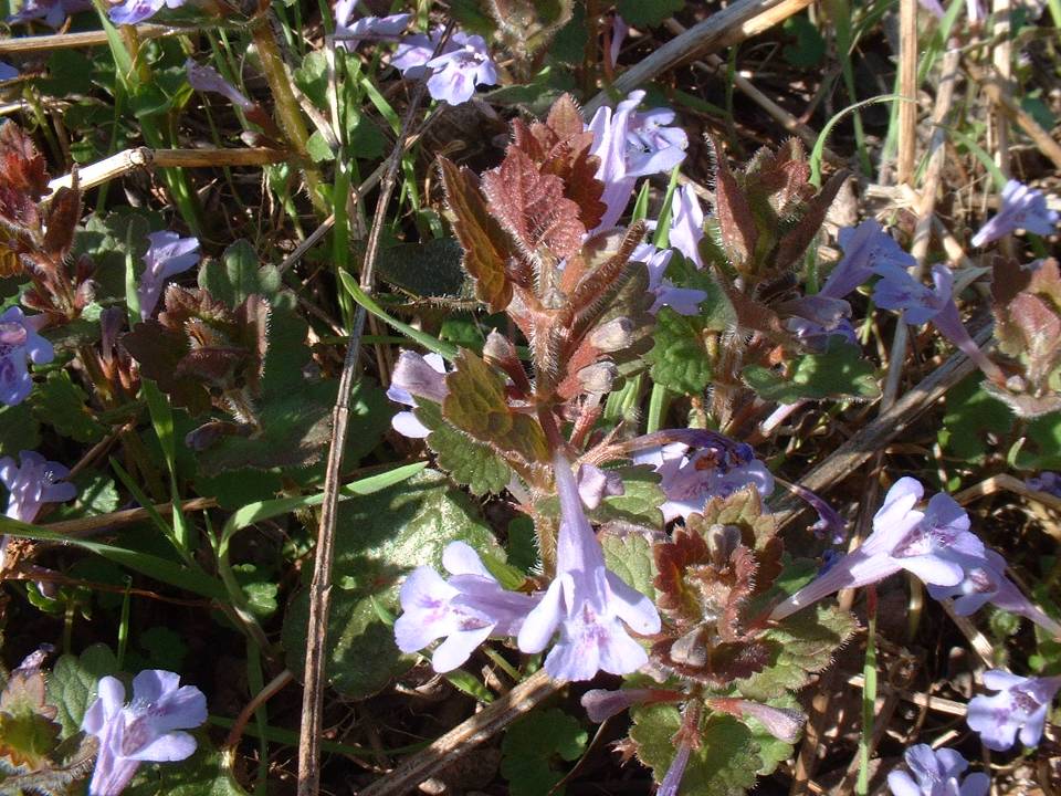 Camedrio? no, Glechoma hirsuta